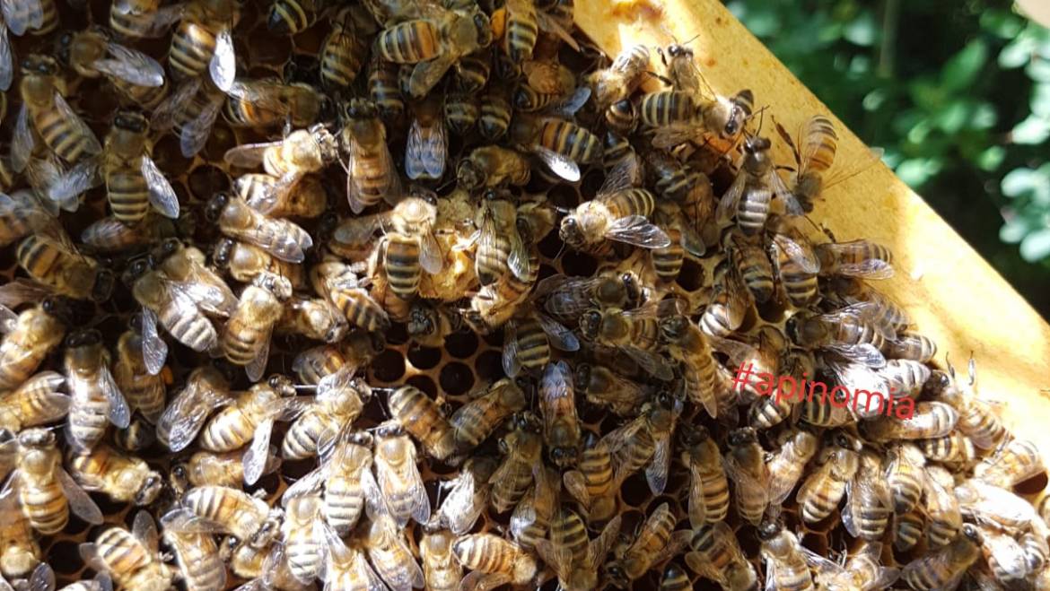 Le api hanno caldo in estate?